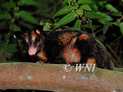 Big-eared opossum (Didelphis aurita)